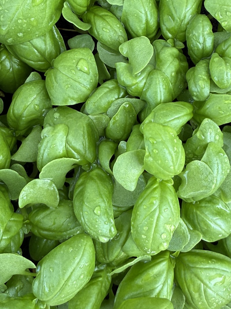 Basilic frais tout juste cueilli